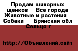 Продам шикарных щенков  - Все города Животные и растения » Собаки   . Брянская обл.,Сельцо г.